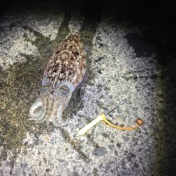 コウイカ釣行