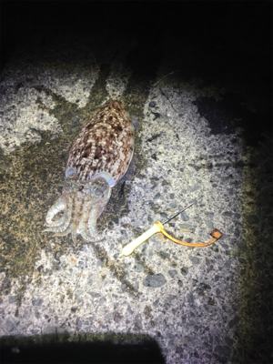 コウイカ釣行
