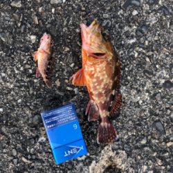 堤防にてミノカサゴ