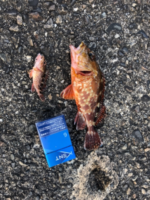 堤防にてミノカサゴ