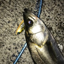 イワシ付きシーバス？