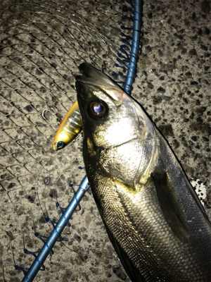 イワシ付きシーバス？