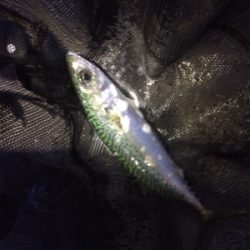 アジング数は伸びてます