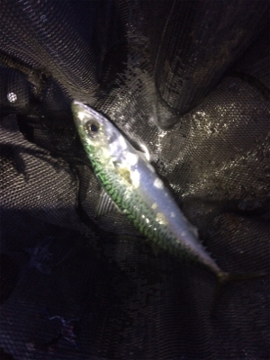 アジング数は伸びてます