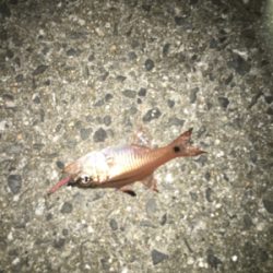 親父たちの釣行 和歌山編‼️