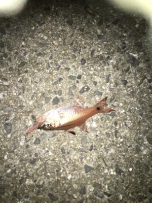 親父たちの釣行 和歌山編‼️