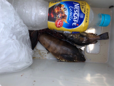 アイナメ、メバル、ガシラ