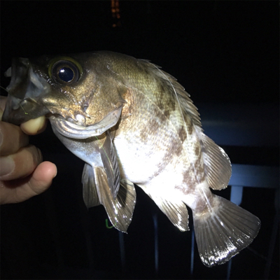大阪湾奥アジング デカメバル