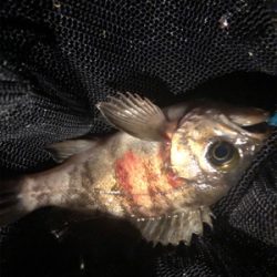 アジング好調！