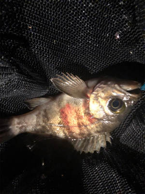 アジング好調！