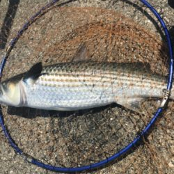 浮き団子でチヌ