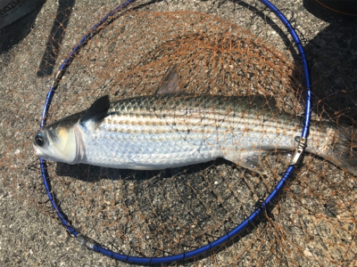 浮き団子でチヌ