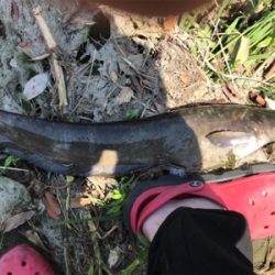 デイナマゲーム