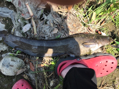 デイナマゲーム