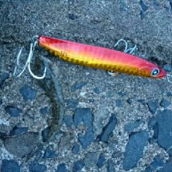 フラット狙い釣行で、ようやく60弱のマゴチ❗