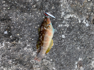 今季初オオモンハタ