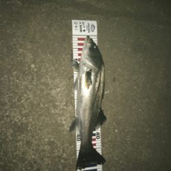 シーバスとアジ