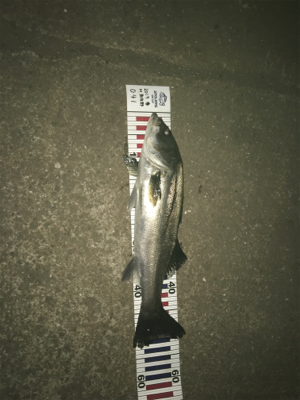 シーバスとアジ