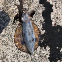 アオリイカ サバ泳がせ
