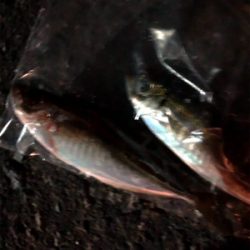 仕事前の早朝釣行です。