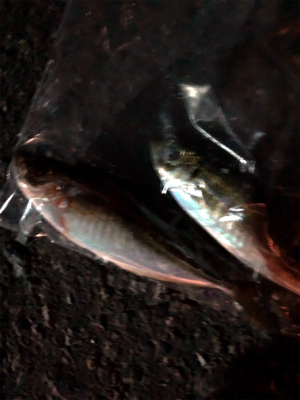 仕事前の早朝釣行です。