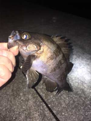 深夜のライトゲーム