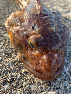 夕方からちょこっと釣行