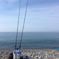 メジロを期待するも