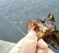 2019年5月14日釣行in箱崎ふ頭