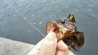 2019年5月14日釣行in箱崎ふ頭