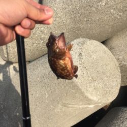 釣り日和でした