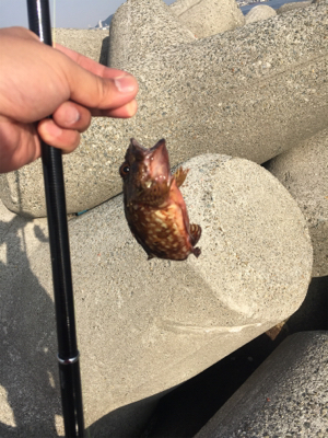 釣り日和でした