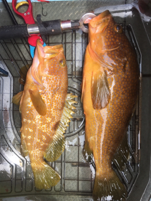 再び出た！！ビッグアコウ！！自己新記録！！…