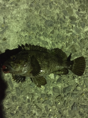 メバル。自己最高記録！