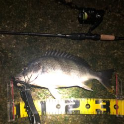 いつもの場所でいつもの釣り方