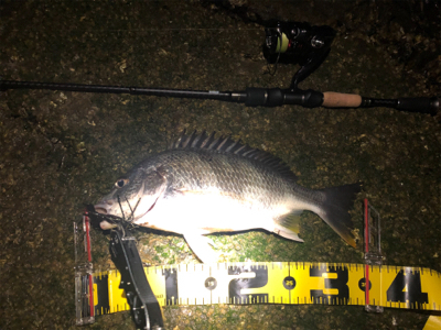 いつもの場所でいつもの釣り方