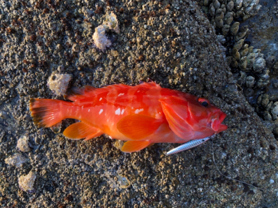 ファーストシーズンライトロック！  出だし…