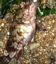 日課的シャロー&サーフ