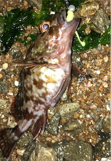 日課的シャロー&サーフ