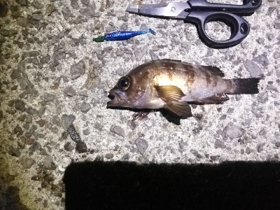 のんびりメバリング～