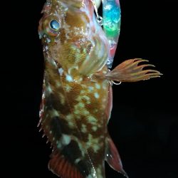 ナイトメバリング