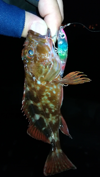 ナイトメバリング