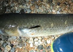 日課的メバリング 不意な大物