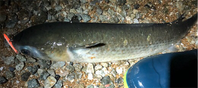 日課的メバリング 不意な大物