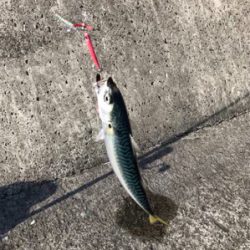 久しぶりのムコイチ