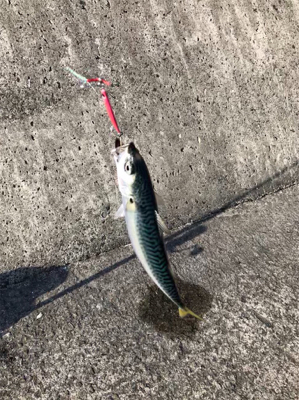 久しぶりのムコイチ