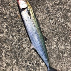 調子に乗って…釣り仲間と