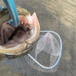 70アップ２日連チャン♫