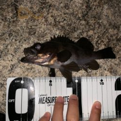 まさかのシーバス