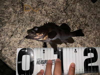 まさかのシーバス